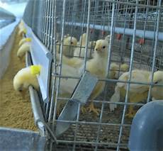 Broiler Cooling Systems