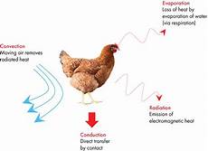 Broiler Cooling Systems