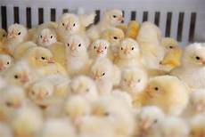 Broiler Cooling Systems