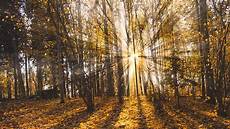 Cooling Rayons