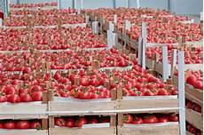 Fruit Cooling System