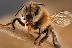 Honey Cooling System